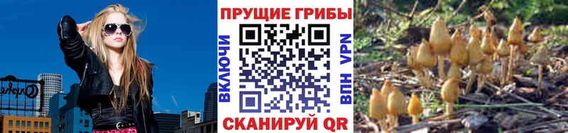 дарк нет клад  цены наркотик  Киржач  Галлюциногенные грибы Cubensis 